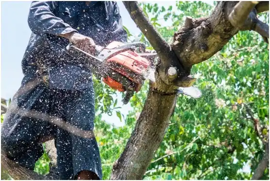 tree services Lake Norden